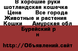 В хорошие руки шотландская кошечка › Цена ­ 7 - Все города Животные и растения » Кошки   . Амурская обл.,Бурейский р-н